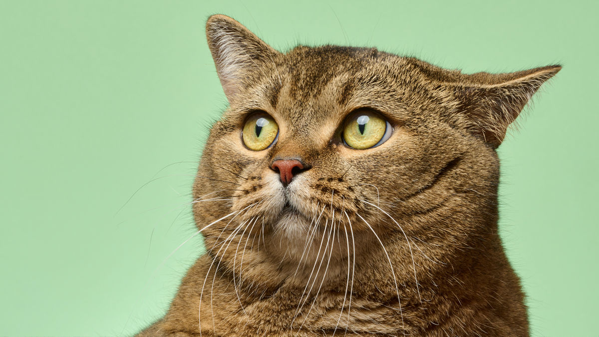 古代中国のネコは現代のイエネコとはまったく違う種であったことがDNA分析で判明