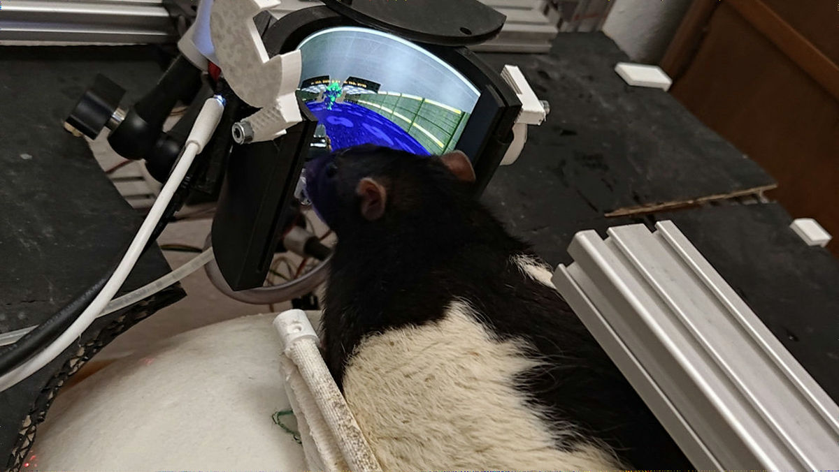 ネズミに「DOOM」をプレイさせる実験装置が新たなレベルに到達してネズミが敵を撃てるように - GIGAZINE