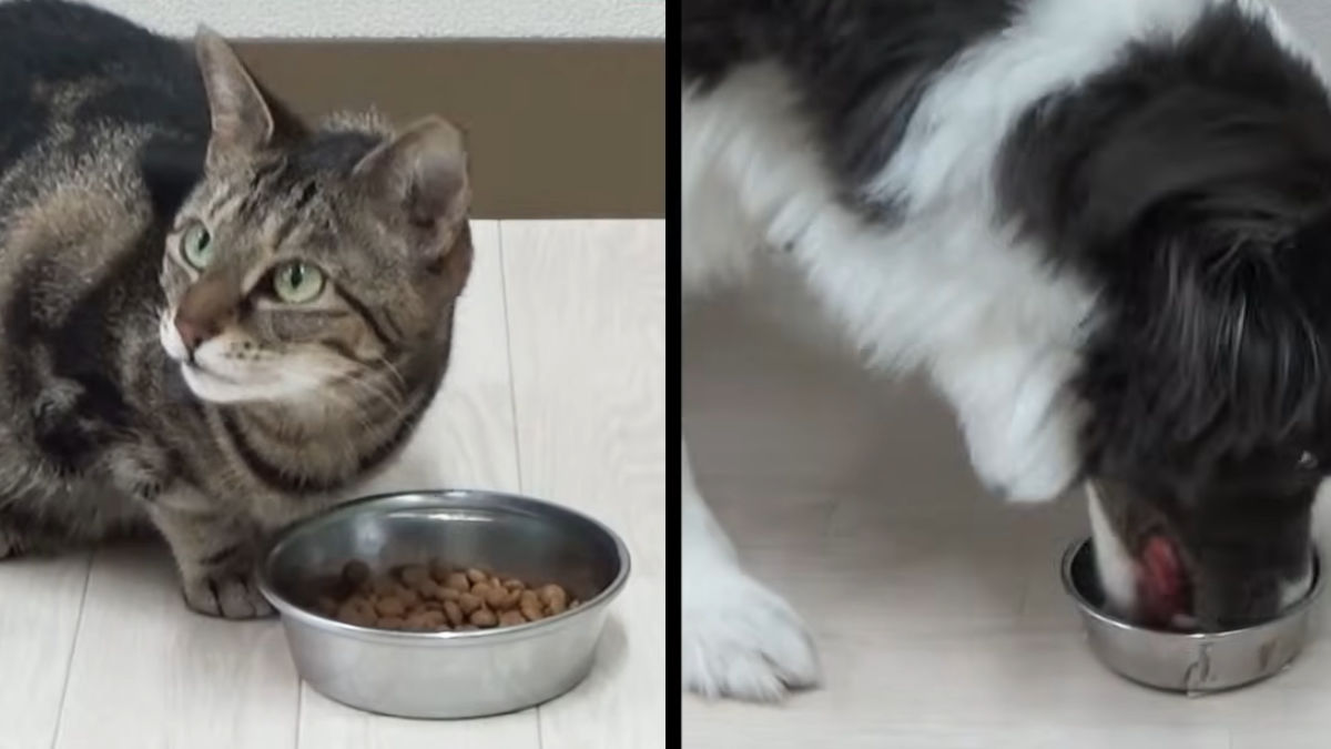 ネコがごはんを残す理由が解明される、エサの匂いが変わると再び食べるように