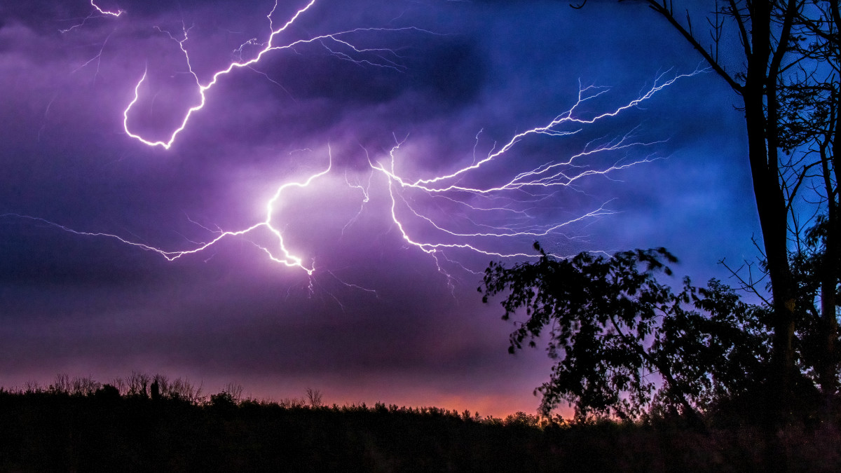 嵐の最中に葉の先端が光る「コロナ放電」が初めて自然界で観測される