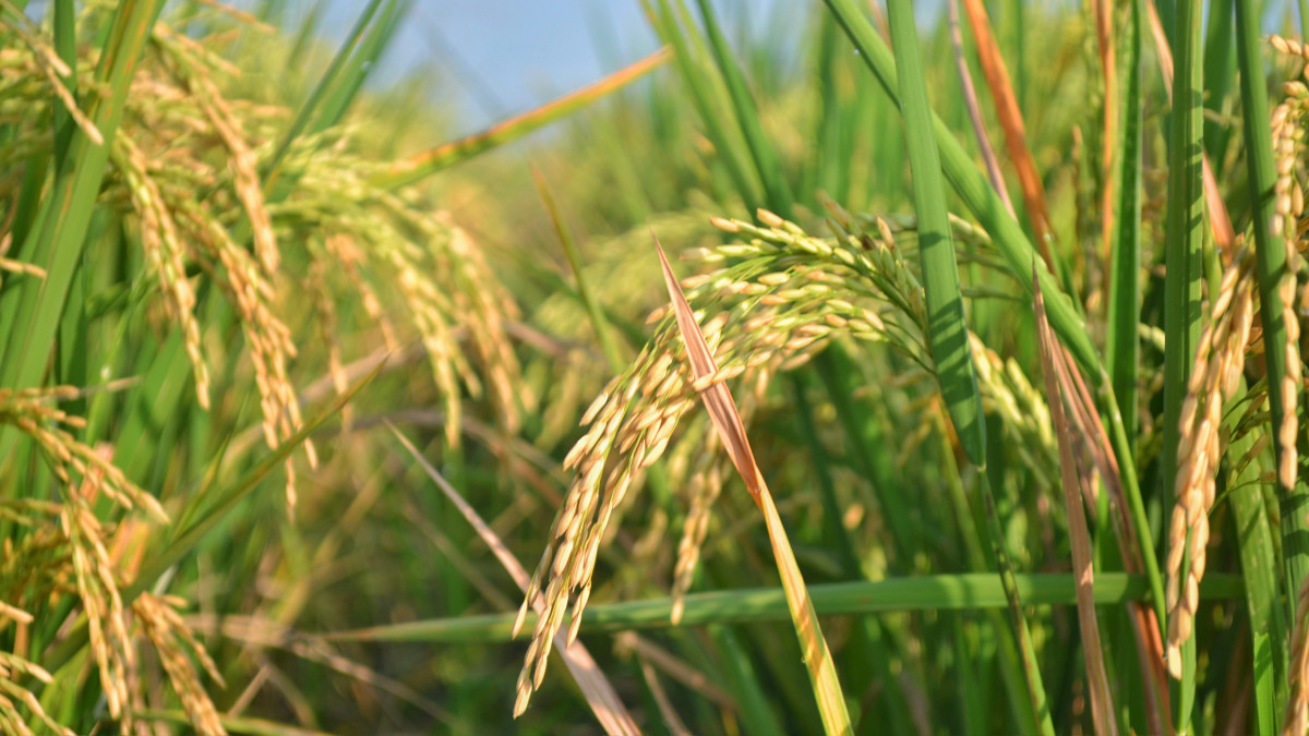 稲は「雨音」を感知すると発芽が早まることが明らかに