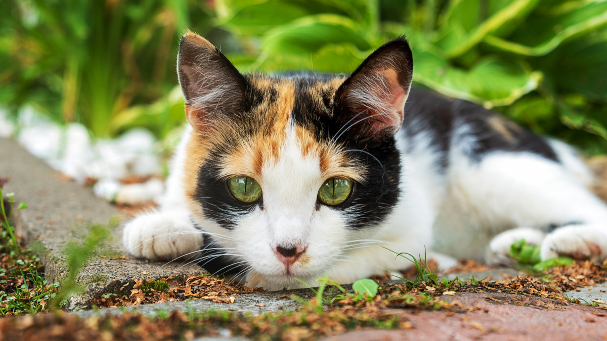 放し飼いのネコは飼い主が思う以上に大量の病原体に感染している、ネコが家に病気を持ち帰るのを防ぐ方法とは？