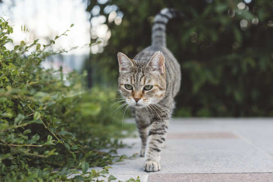 Free-roaming cats are infected with far more pathogens than their ...